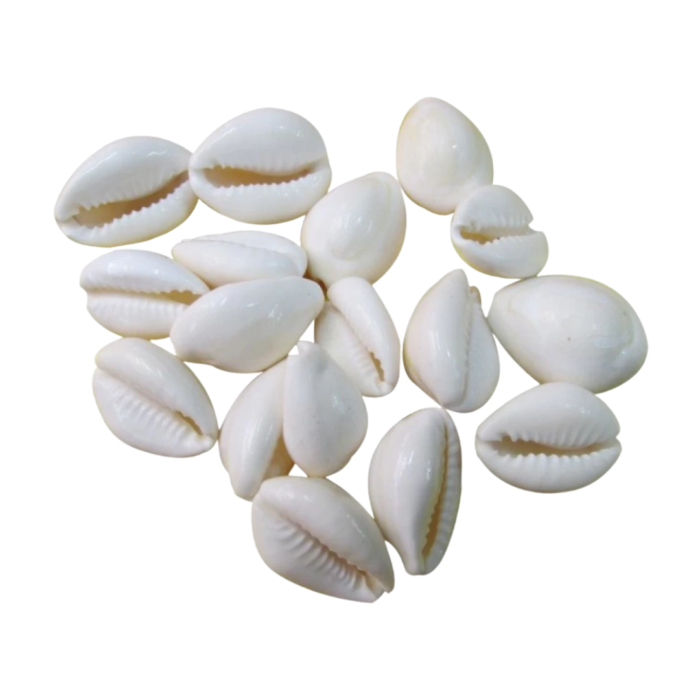 Authentic White Cowrie Shells (कौड़ी) for Lakshmi Puja, Divination & Vastu – Prosperity & Protection
